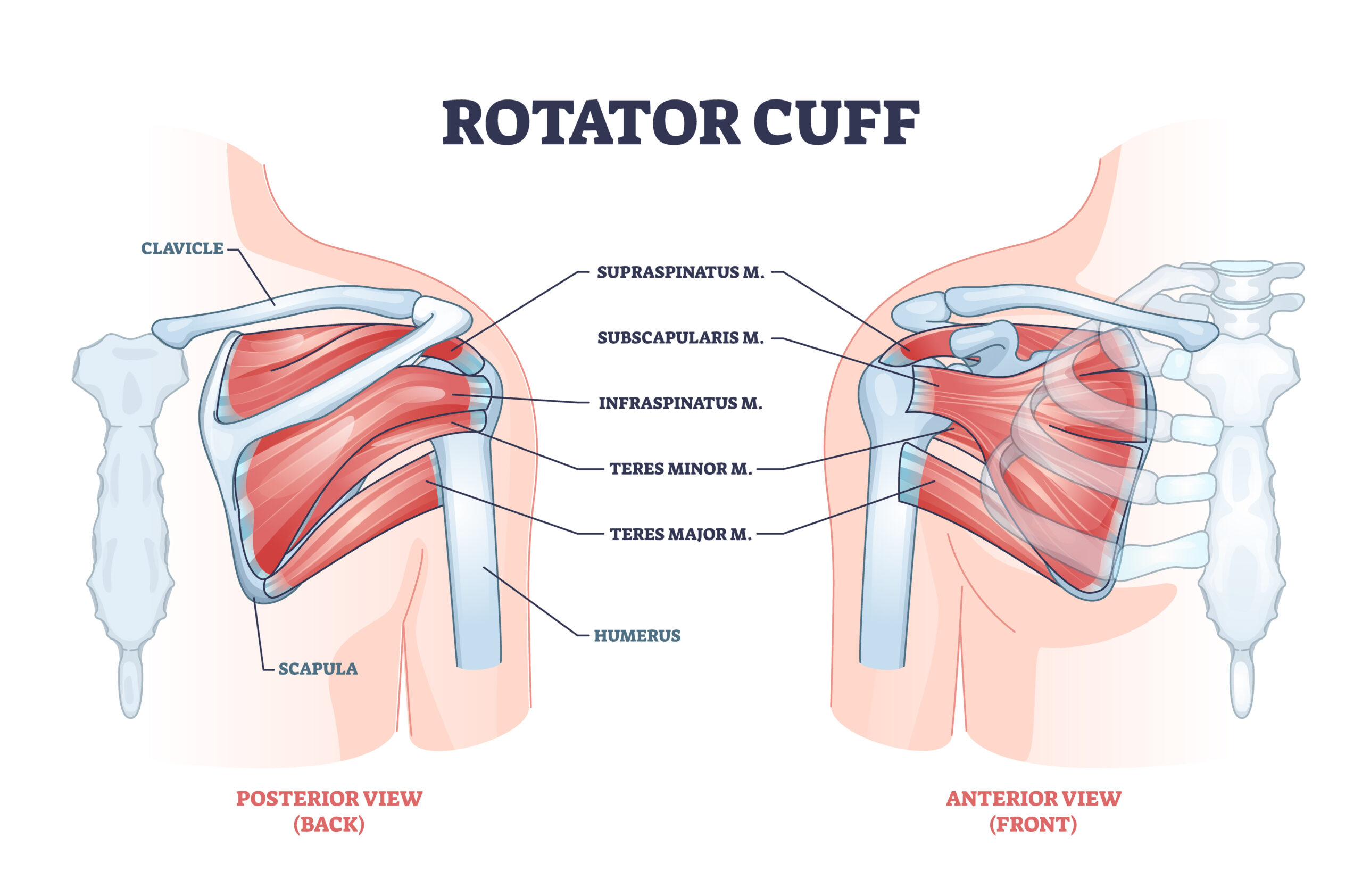 Rotator cuff illustration